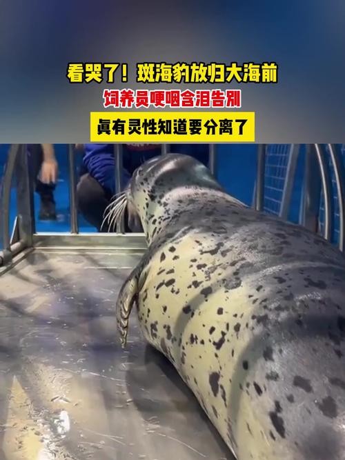 9只斑海豹放归大海,9只斑海豹放归大海还是小海